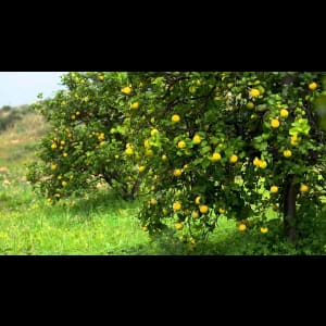 doTERRA® Lemon Oil Uses and Benefits